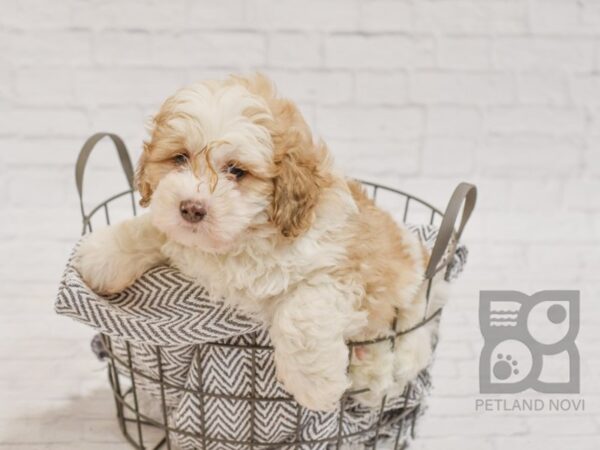 Cockerchon-DOG-Male-BRN WH-34633-Petland Novi, Michigan