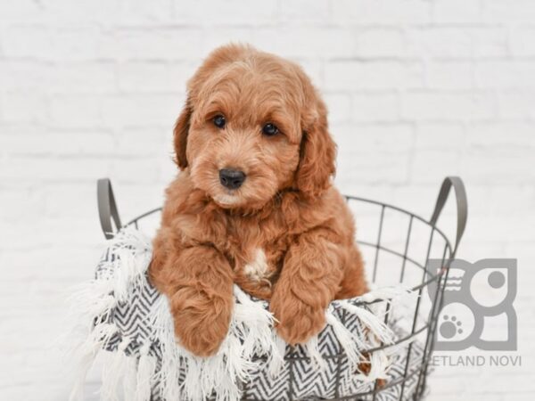 Mini Goldendoodle-DOG-Male-Red-34635-Petland Novi, Michigan