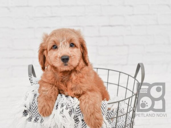 Mini Goldendoodle-DOG-Male-Red-34636-Petland Novi, Michigan