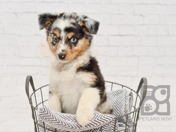 Australian Shepherd DOG Female Blue Merle 34637 Petland Novi, Michigan