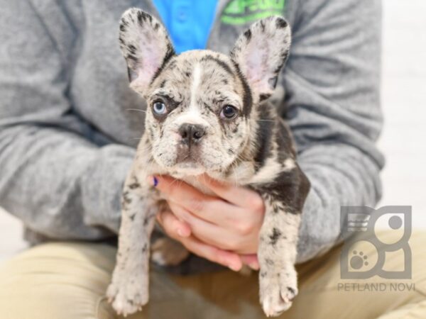 French Bulldog-DOG-Male-Blue Merle-34638-Petland Novi, Michigan