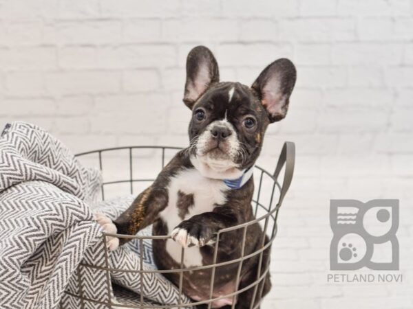 French Bulldog DOG Male Black Brindle 34639 Petland Novi, Michigan