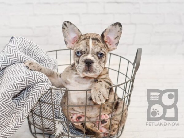 French Bulldog-DOG-Female-Chocolate Merle-34640-Petland Novi, Michigan
