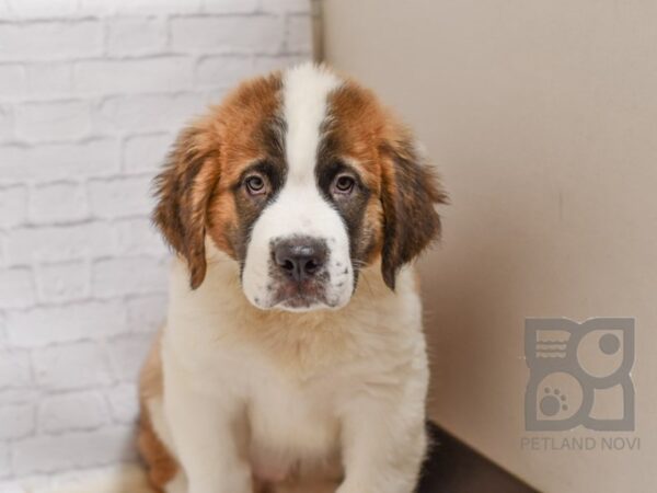 Saint Bernard DOG Male Sable & White 34641 Petland Novi, Michigan