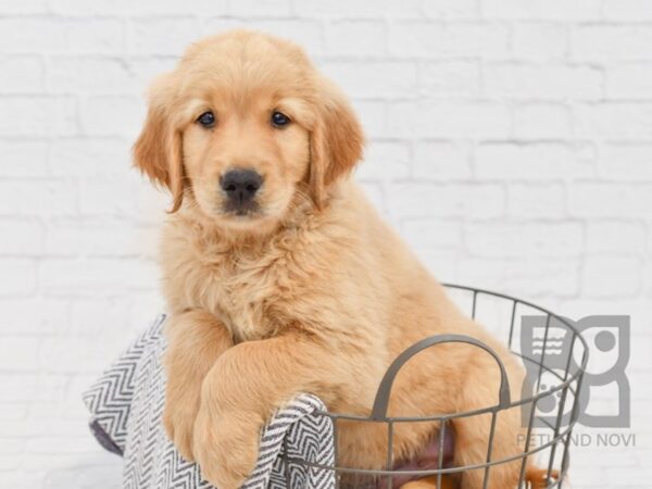 Golden Retriever-DOG-Male-Gold-34642-Petland Novi, Michigan