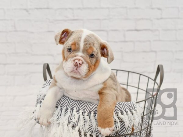 English Bulldog-DOG-Female-Lilac Tri-34643-Petland Novi, Michigan