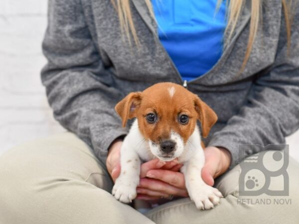 Jack Russell Terrier DOG Male Tri 34644 Petland Novi, Michigan