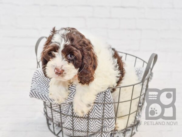 Cockapoo DOG Male Chocolate & White 34645 Petland Novi, Michigan