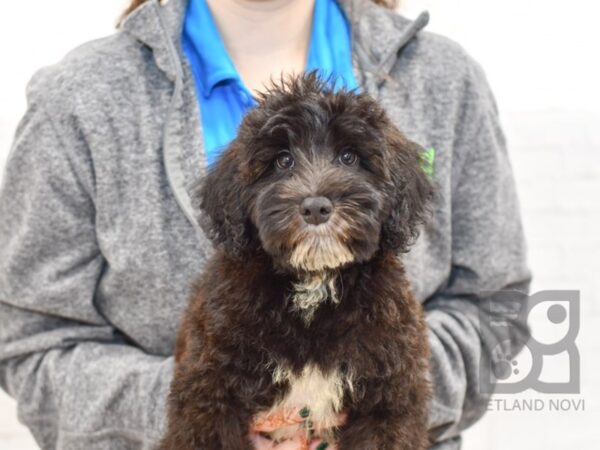 Whoodle DOG Male Black & White 34634 Petland Novi, Michigan