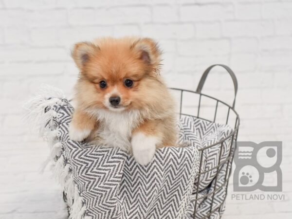 Pomeranian DOG Male Sable / White 34647 Petland Novi, Michigan