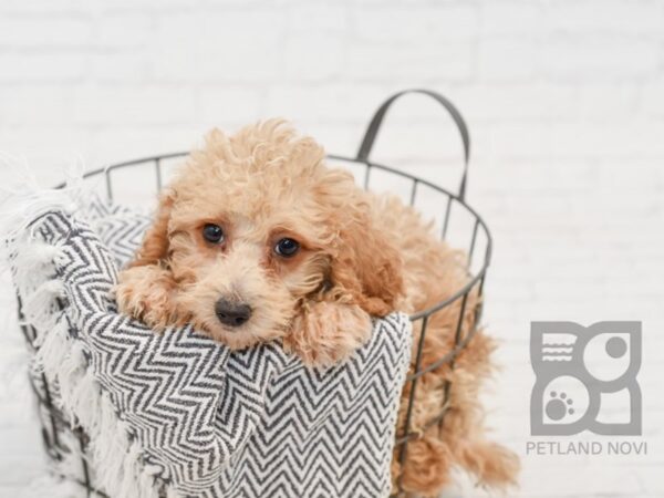 Poodle-DOG-Male-Apricot-34648-Petland Novi, Michigan