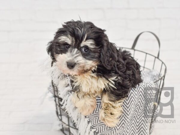 Havanese DOG Male Black / Silver 34649 Petland Novi, Michigan