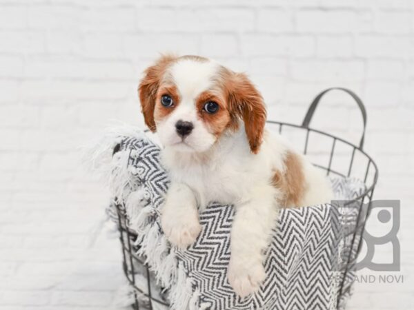 Cavalier King Charles Spaniel-DOG-Female-Blenheim / White-34650-Petland Novi, Michigan