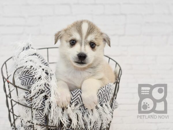 HuskieMo DOG Female BLK WHITE 34652 Petland Novi, Michigan