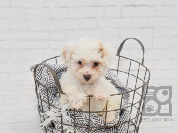 Bichonpoo-DOG-Male-BROWN WHITE-34654-Petland Novi, Michigan