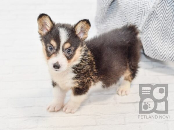 Pembroke Welsh Corgi DOG Male Tri 34664 Petland Novi, Michigan