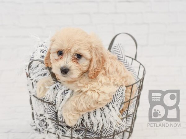 Cavachon DOG Male APRICOT 34655 Petland Novi, Michigan