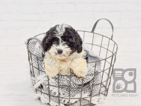 Cavapoo-DOG-Female-TRI-34656-Petland Novi, Michigan