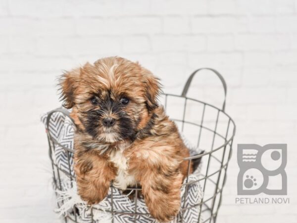 Shorkie DOG Male BEIGE 34657 Petland Novi, Michigan