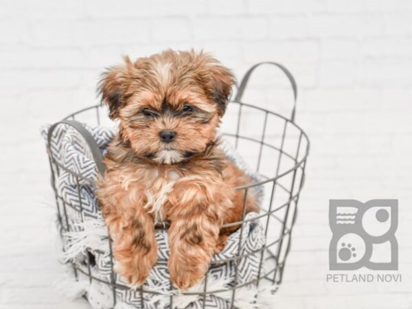 Shorkie DOG Male BEIGE 34658 Petland Novi, Michigan