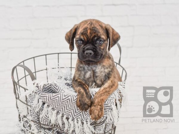 English Bulldog Puggle-DOG-Male-BRINDLE-34659-Petland Novi, Michigan