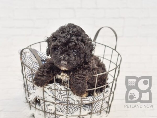 Miniature Poodle DOG Male BLK WHITE 34660 Petland Novi, Michigan