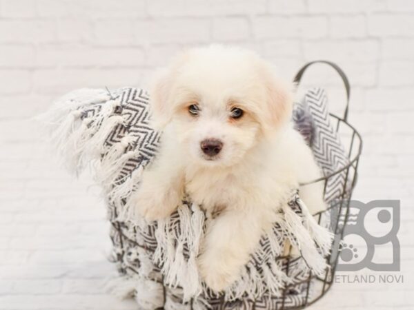 Coton De Tulear DOG Male White 34661 Petland Novi, Michigan