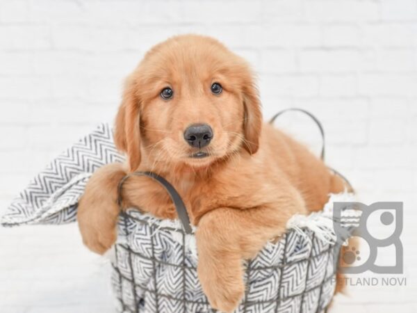 Golden Retriever-DOG-Male-Golden-34662-Petland Novi, Michigan