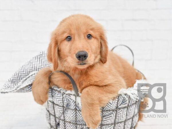 Golden Retriever DOG Male Golden 34662 Petland Novi, Michigan