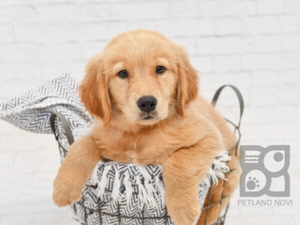 Golden Retriever DOG Female Golden 34663 Petland Novi, Michigan