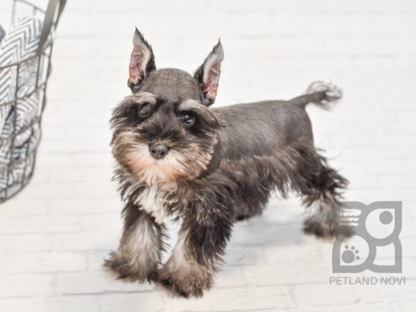 Miniature Schnauzer DOG Male Salt & Pepper 34665 Petland Novi, Michigan