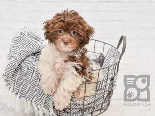 Shih Poo DOG Male Brown & White 34666 Petland Novi, Michigan