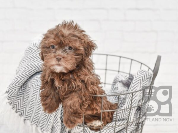 Shih Poo-DOG-Female-Brown-34667-Petland Novi, Michigan