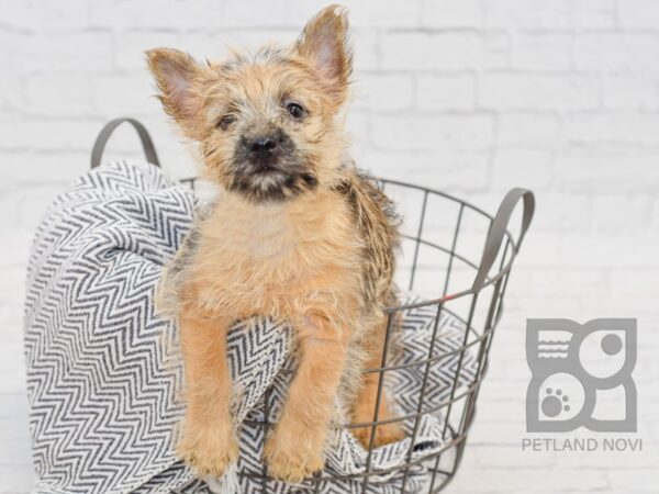 Cairn Terrier DOG Male Wheaten 34668 Petland Novi, Michigan