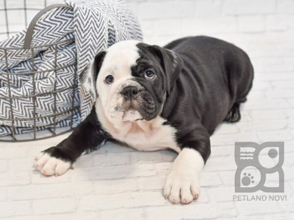 English Bulldog-DOG-Male-Black & White-34670-Petland Novi, Michigan