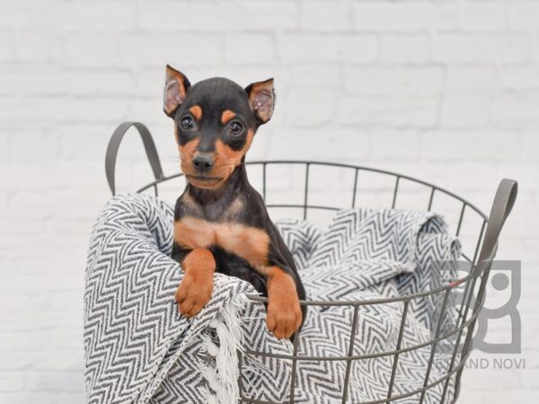 Miniature Pinscher DOG Male Black & Tan 34672 Petland Novi, Michigan