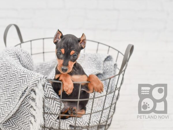 Miniature Pinscher-DOG-Female-Black & Tan-34673-Petland Novi, Michigan