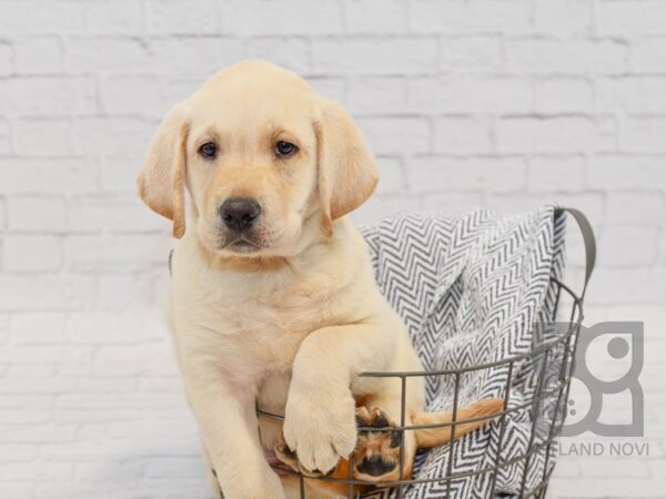 Labrador Retriever DOG Male Yellow 34674 Petland Novi, Michigan