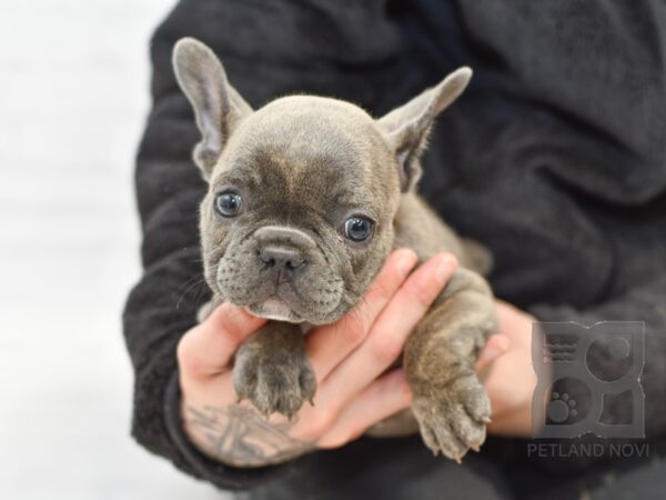 French Bulldog DOG Male Blue Brindle 34675 Petland Novi, Michigan