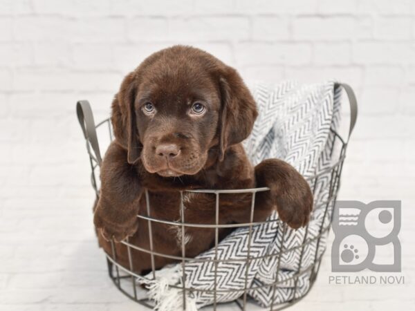 Labrador Retriever DOG Male Chocolate 34676 Petland Novi, Michigan