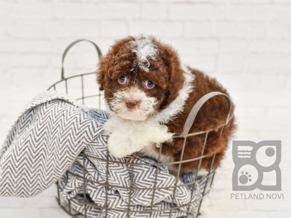 Havanese DOG Male CHOC WHITE 34677 Petland Novi, Michigan