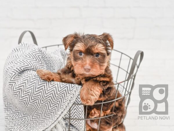 Yorkshire Terrier DOG Male CHOC TAN 34678 Petland Novi, Michigan