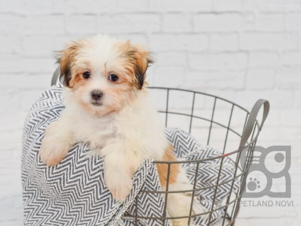 Teddy Bear-DOG-Female-BRN WH-34679-Petland Novi, Michigan