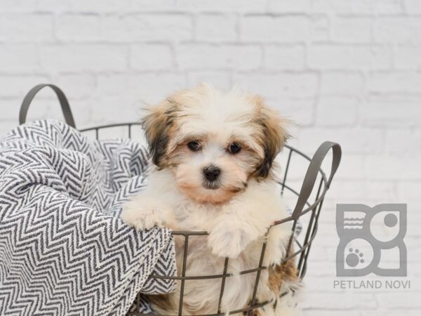 Teddy Bear-DOG-Female-BRN WH-34680-Petland Novi, Michigan