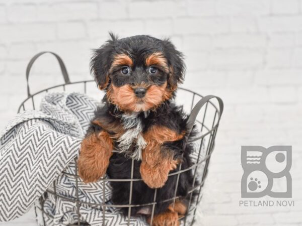 Yorkie Poo-DOG-Male-BLK TAN-34681-Petland Novi, Michigan