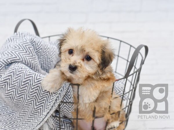 Yochon-DOG-Male-BRN-34682-Petland Novi, Michigan