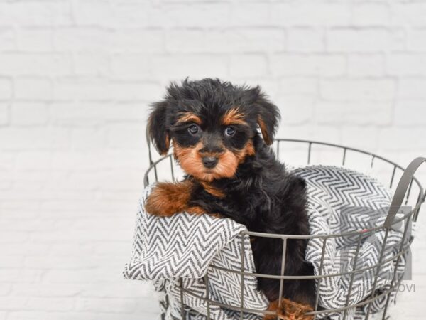 Yorkie Poo-DOG-Female-BLK TAN-34683-Petland Novi, Michigan