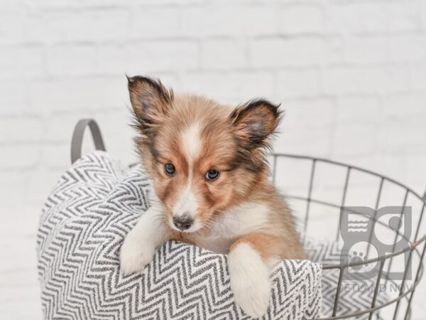 Shetland Sheepdog-DOG-Male-RED WH-34684-Petland Novi, Michigan