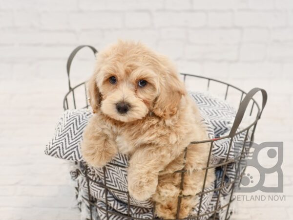 POM CHON-DOG-Male-APRICOT-34686-Petland Novi, Michigan