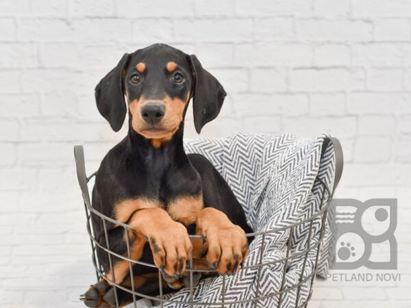 Doberman Pinscher DOG Female Black & Tan 34687 Petland Novi, Michigan